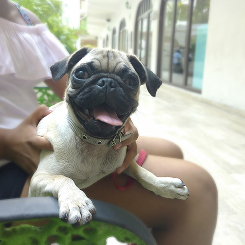 Aceptamos mascotas hotel tortuga acapulco